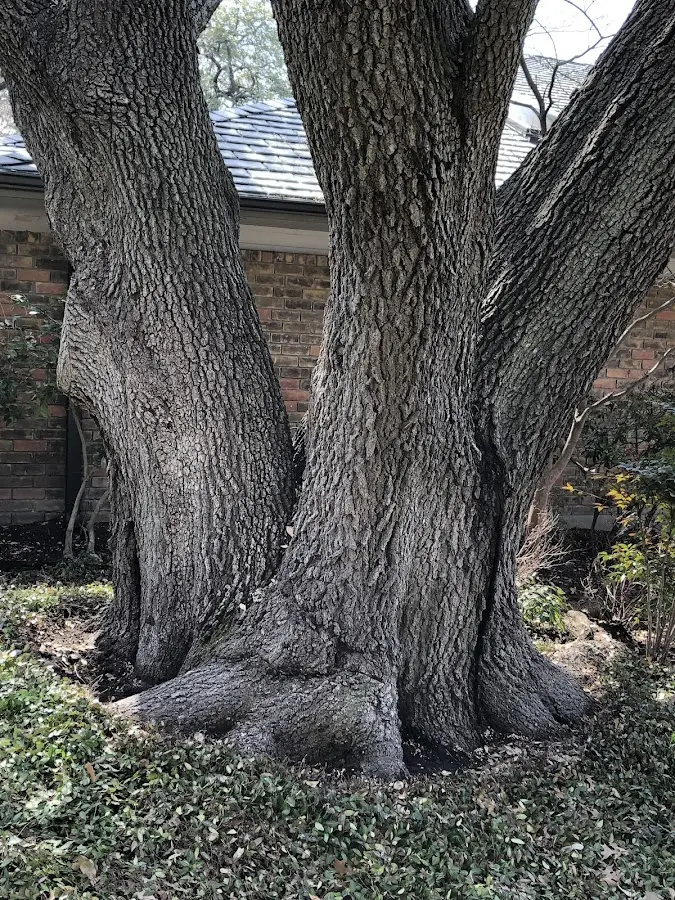 Mature heritage tree close to a Mesilla Park property cared for by certified arborists